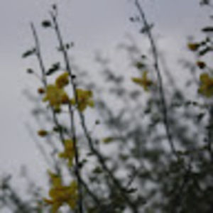 Meet your Posher, Alma